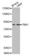 TANK Binding Kinase 1 antibody, abx002010, Abbexa, Western Blot image 