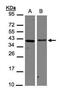 Aminoacyl TRNA Synthetase Complex Interacting Multifunctional Protein 1 antibody, GTX105175, GeneTex, Western Blot image 