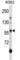 AXL Receptor Tyrosine Kinase antibody, abx028539, Abbexa, Western Blot image 