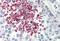 Caspase Recruitment Domain Family Member 10 antibody, MBS240460, MyBioSource, Immunohistochemistry frozen image 