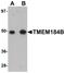 Transmembrane Protein 184B antibody, PA5-20932, Invitrogen Antibodies, Western Blot image 