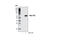 c-Myc antibody, 2040S, Cell Signaling Technology, Western Blot image 