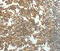 G Protein-Coupled Receptor Kinase 4 antibody, MBS2527406, MyBioSource, Immunohistochemistry frozen image 