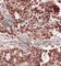 Nuclear Factor Kappa B Subunit 1 antibody, AP0264, ABclonal Technology, Immunohistochemistry paraffin image 