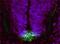 Fer3 Like BHLH Transcription Factor antibody, MBS423439, MyBioSource, Immunofluorescence image 