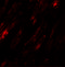 Selenoprotein K antibody, 6975, ProSci Inc, Immunofluorescence image 
