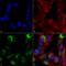 Autophagy And Beclin 1 Regulator 1 antibody, LS-C775867, Lifespan Biosciences, Immunocytochemistry image 
