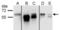 Staufen Double-Stranded RNA Binding Protein 1 antibody, NBP1-33202, Novus Biologicals, Immunoprecipitation image 
