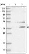 NK1 Homeobox 2 antibody, NBP2-14498, Novus Biologicals, Western Blot image 