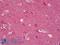 Synuclein antibody, LS-B7048, Lifespan Biosciences, Immunohistochemistry paraffin image 