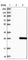 Bcl2 Modifying Factor antibody, HPA010120, Atlas Antibodies, Western Blot image 