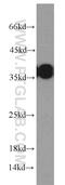 SET Nuclear Proto-Oncogene antibody, 55201-1-AP, Proteintech Group, Western Blot image 