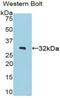 STAM Binding Protein antibody, LS-C296505, Lifespan Biosciences, Western Blot image 