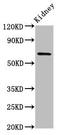 TNFAIP3 Interacting Protein 1 antibody, LS-C670285, Lifespan Biosciences, Western Blot image 