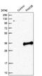 Family With Sequence Similarity 3 Member B antibody, NBP1-89395, Novus Biologicals, Western Blot image 