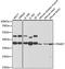 Proteasome 26S Subunit, Non-ATPase 7 antibody, STJ27309, St John