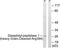 Dipeptidyl transferase antibody, LS-C121074, Lifespan Biosciences, Western Blot image 