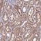 NAD(P)HX Epimerase antibody, HPA043766, Atlas Antibodies, Immunohistochemistry frozen image 