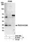 Programmed Cell Death 10 antibody, A304-798A, Bethyl Labs, Immunoprecipitation image 