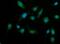 Death Associated Protein Kinase 3 antibody, A03300-3, Boster Biological Technology, Immunofluorescence image 