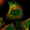 Bromodomain And PHD Finger Containing 3 antibody, NBP1-81419, Novus Biologicals, Immunofluorescence image 