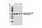 Glucose-6-Phosphate Dehydrogenase antibody, 8866S, Cell Signaling Technology, Western Blot image 