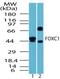Forkhead Box C1 antibody, PA5-23160, Invitrogen Antibodies, Western Blot image 