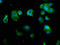 Proteasome 26S Subunit, Non-ATPase 7 antibody, LS-C376414, Lifespan Biosciences, Immunofluorescence image 