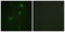 RB Transcriptional Corepressor 1 antibody, LS-C117821, Lifespan Biosciences, Immunofluorescence image 