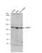 WW Domain Binding Protein 11 antibody, NBP2-20886, Novus Biologicals, Western Blot image 