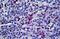 Macrophage antibody, MBS246615, MyBioSource, Immunohistochemistry paraffin image 