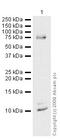 Neuronatin antibody, ab27266, Abcam, Western Blot image 