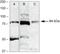 Ribosomal Protein S6 Kinase A3 antibody, 38-6800, Invitrogen Antibodies, Western Blot image 