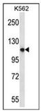 Pleckstrin Homology And RUN Domain Containing M1 antibody, AP53352PU-N, Origene, Western Blot image 