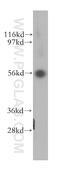 Trafficking From ER To Golgi Regulator antibody, 11571-1-AP, Proteintech Group, Western Blot image 