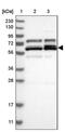 PTGES3L-AARSD1 Readthrough antibody, PA5-54399, Invitrogen Antibodies, Western Blot image 