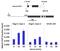 Signal Transducer And Activator Of Transcription 5A antibody, 701063, Invitrogen Antibodies, Chromatin Immunoprecipitation image 