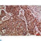 RNF36 antibody, LS-C813569, Lifespan Biosciences, Immunohistochemistry paraffin image 