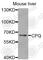 Carboxypeptidase Q antibody, A8478, ABclonal Technology, Western Blot image 