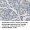 Cullin 5 antibody, MBS415579, MyBioSource, Immunohistochemistry paraffin image 