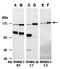 Tet Methylcytosine Dioxygenase 3 antibody, orb66694, Biorbyt, Western Blot image 