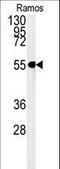 Rubicon Like Autophagy Enhancer antibody, LS-C156966, Lifespan Biosciences, Western Blot image 