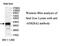 Ankyrin Repeat Family A Member 2 antibody, MBS416814, MyBioSource, Western Blot image 