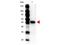 Carboxypeptidase Y antibody, PA1-27244, Invitrogen Antibodies, Western Blot image 