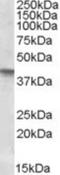 Secreted Frizzled Related Protein 4 antibody, NBP1-36985, Novus Biologicals, Western Blot image 