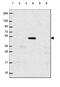 Bone Morphogenetic Protein 4 antibody, NBP2-49477, Novus Biologicals, Western Blot image 