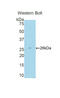 CREB Binding Protein antibody, LS-C293555, Lifespan Biosciences, Western Blot image 