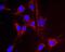Nicotinamide Nucleotide Transhydrogenase antibody, 459170, Invitrogen Antibodies, Immunofluorescence image 