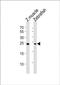 Soga3b antibody, PA5-72219, Invitrogen Antibodies, Western Blot image 