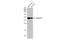 Arginase 1 antibody, GTX109242, GeneTex, Western Blot image 